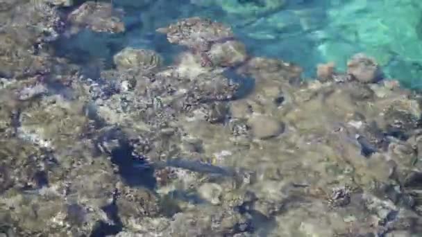 Peces tropicales en aguas claras cerca de un arrecife de coral. — Vídeos de Stock