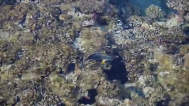 Renkli güzel egzotik bir balık berrak suda yüzer. Mercan resifinin sakinleri..