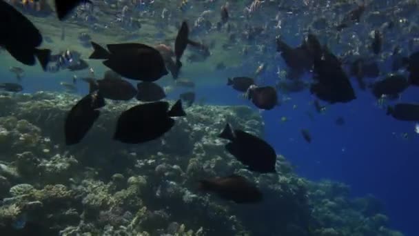 Sekumpulan ikan eksotis dalam air laut jernih. Hidup di dekat terumbu karang. Kecantikan di dasar laut. Menyelam saat liburan. — Stok Video