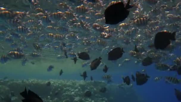 Peces exóticos que viven cerca de los arrecifes de coral en el Mar Rojo. La belleza del mundo submarino con diferentes tipos de peces. Disparos mientras bucea a profundidad. — Vídeos de Stock