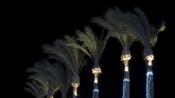 야자나무는 도시의 거리에서 자라며 밤에는 불빛으로 장식되고 조명되었다 — 비디오
