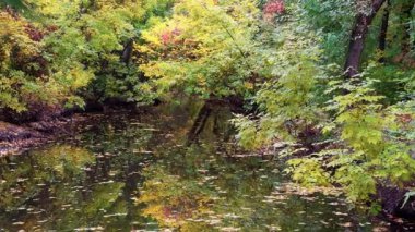 Bir sonbahar ormanı yüzen sarı yapraklarla kaplı bir göletin sakin sularını yansıtır..