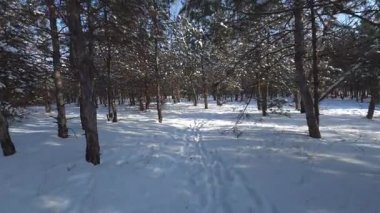 Küçük serçeler ince dalların arasında beyaz kar üzerinde yiyecek arıyorlar..