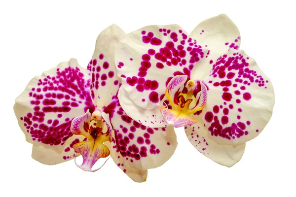 Two white orchids with pink spots isolated on white — Stock Photo, Image