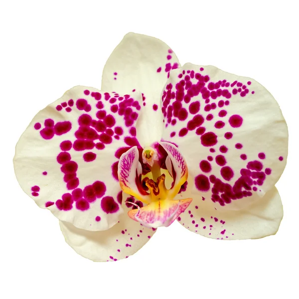 Beautiful white with pink spot orchid flower isolated on white background — Stock Photo, Image