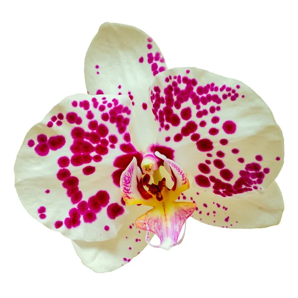 One white with pink spot beautiful orchid flower isolated on white background — Stock Photo, Image