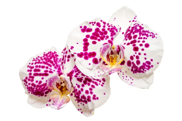 Two white and pink orchids isolated on white background — Stock Photo, Image