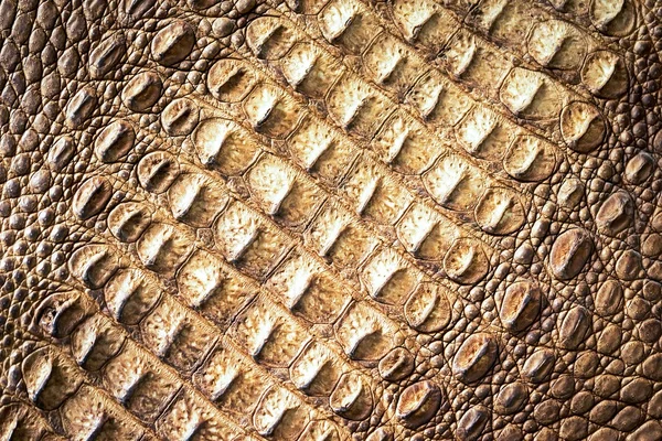 Textura diagonal da pele de crocodilo — Fotografia de Stock