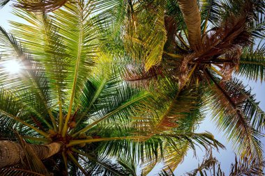 Palmiye dalı mavi gökyüzü arka plan üzerinde bırakır. Tropikal arka plan.
