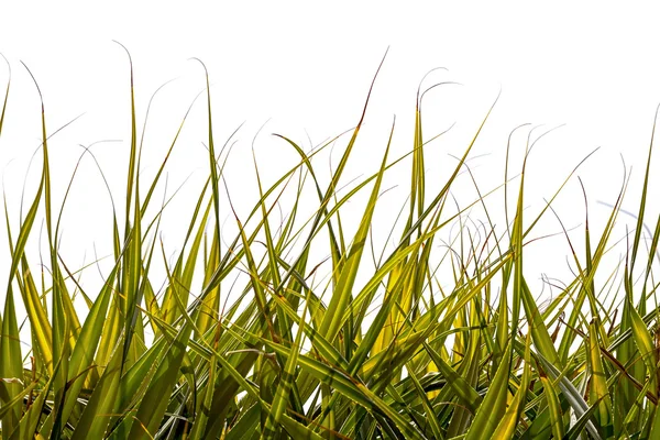 Palmenblätter als Gras auf weißem Grund — Stockfoto