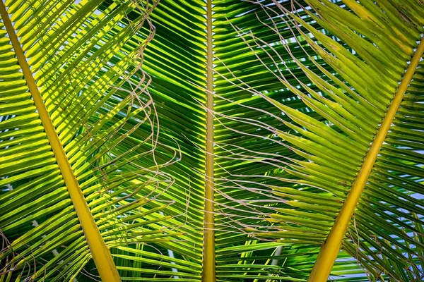 Kokospalme Blätter grünen Hintergrund — Stockfoto