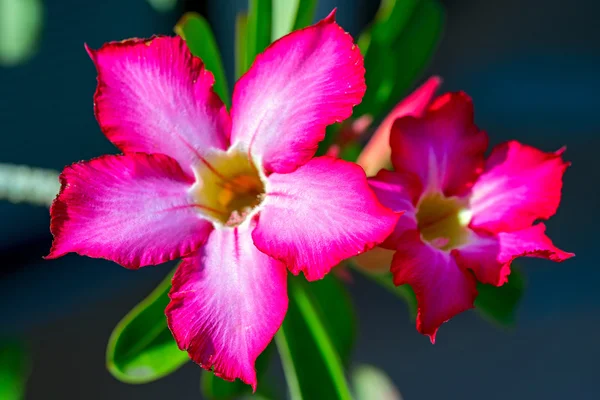 Kwiat różowy, Desert rose kwiaty, lilia Impala, kwiat Adium — Zdjęcie stockowe