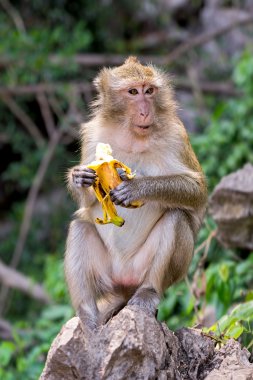 Long-tailed Macaque Monkey eat banana clipart