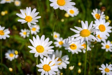 papatya çiçeği çayırda