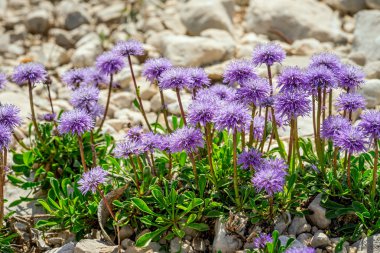 Narin leylak rengi Scabiosa columbaria - Hanımeli aile (Hanımeligiller) güvercin scabious, iğnelik çiçek, küçük scabious, baharda çiçeklenme güvercin iğnelik bir cins keyifli bir bitkidir.