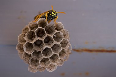 Hücreleri (Vespula vulgaris oturan Wasp)