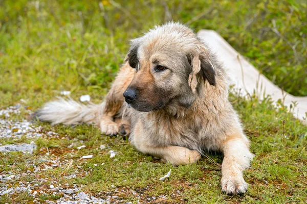 Adult Caucasian Shepherd dog lying on grass. Outdoor