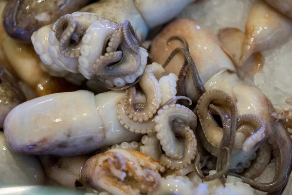 Fresh Squid in market, Bigfin reef squid, Soft cuttlefish, Sepioteuthis lessoniana, Teuthida — 图库照片