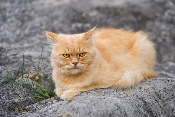 น่ารัก ปุย เปอร์เซีย บลอนด์ หนุ่ม แมว — ภาพถ่ายสต็อก