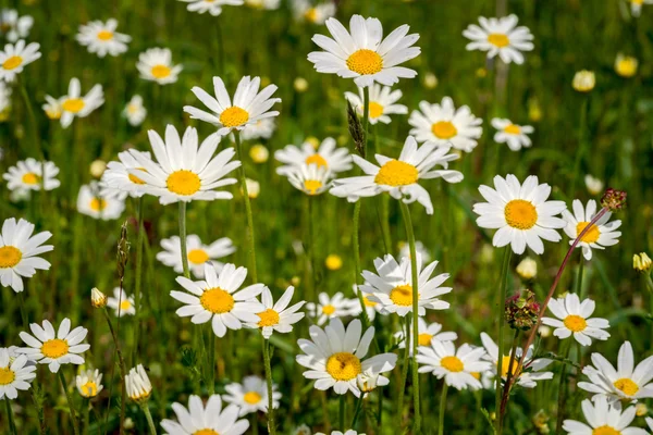 Pole bílé heřmánkový květ. — Stock fotografie