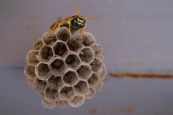 Wespe sitzt auf den Zellen (vespula vulgaris)) — Stockfoto