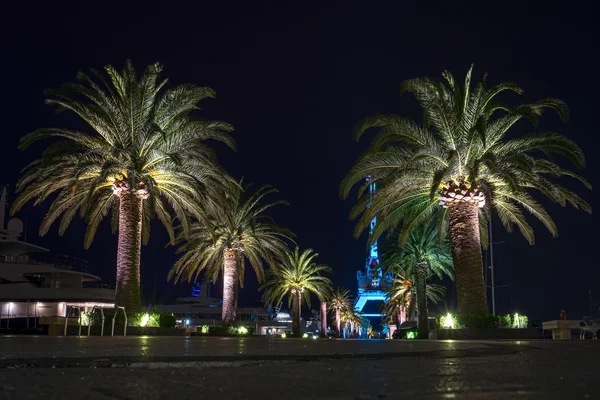 Palm trees at night in the marina Porto Montenegro in Tivat, Montenegro — Stock Photo, Image