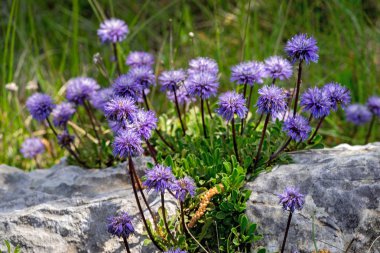 Narin leylak rengi Scabiosa columbaria - Hanımeli aile (Hanımeligiller) güvercin scabious, iğnelik çiçek, küçük scabious, baharda çiçeklenme güvercin iğnelik bir cins keyifli bir bitkidir.
