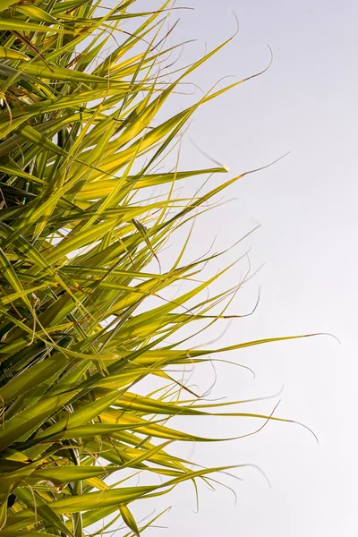 Halva palmblad halva himlen sammansättning med kopia utrymme för dina resor-text — Stockfoto