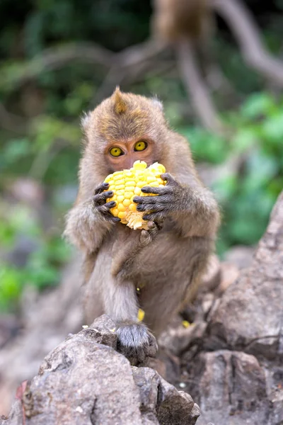 긴 꼬리 짧은 꼬리 원숭이 바나나를 먹을 — 스톡 사진