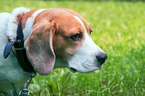 Beagle σκυλί στο δρόμο πορτραίτο — Φωτογραφία Αρχείου