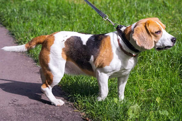 Beagle perro sobre un fondo verde natural — Foto de Stock
