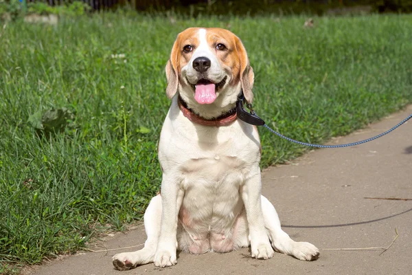 Beautiful purebred beagle dog sitting in the patch — Stock Photo, Image