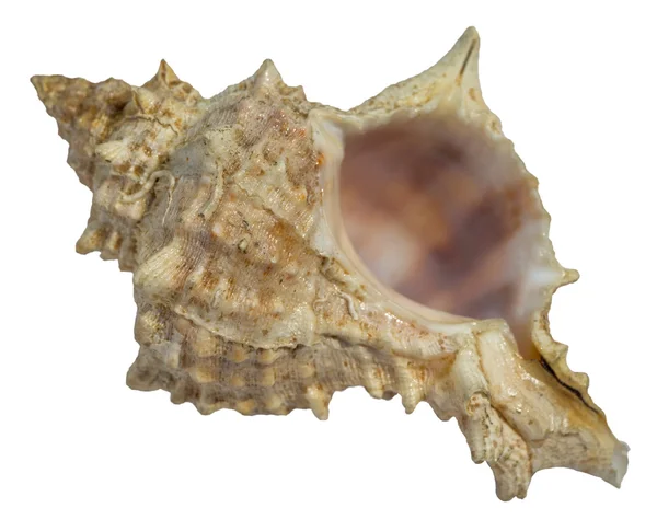 Seashell isolated on white background. Close up view. — Stock Photo, Image