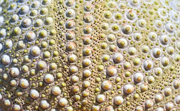 Ouriço do mar verde com detalhes como pano de fundo — Fotografia de Stock