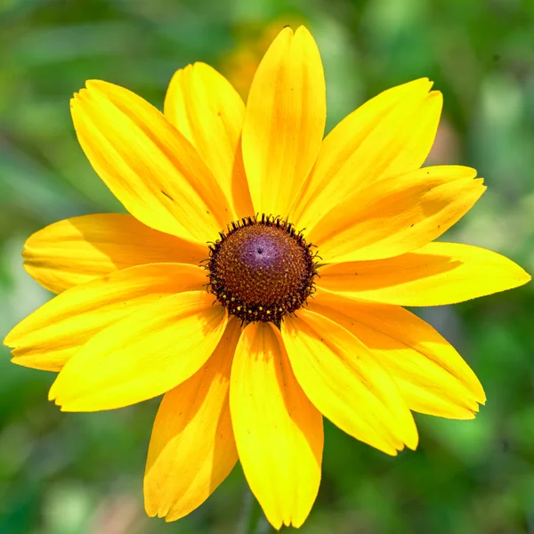 Gelbe Rudbeckia schwarzäugige Susanblume — Stockfoto