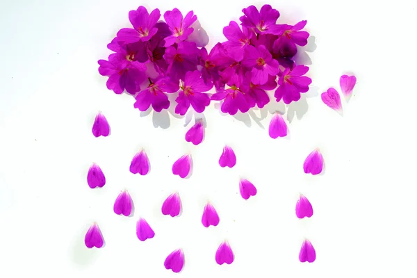 A cloud of flowers and raindrops from the petals isolated on white background — Stock Photo, Image