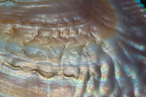 Makro fotografie textury mušle Středozemního moře — Stock fotografie