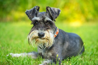 Minyatür schnauzer çim üzerinde yalan