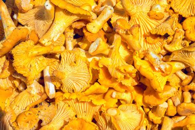 Cantharellus cibarius mantar yemek pişirmek için yığını. Sarı Chanterelles (Cantharellus Cibarius) arka plan
