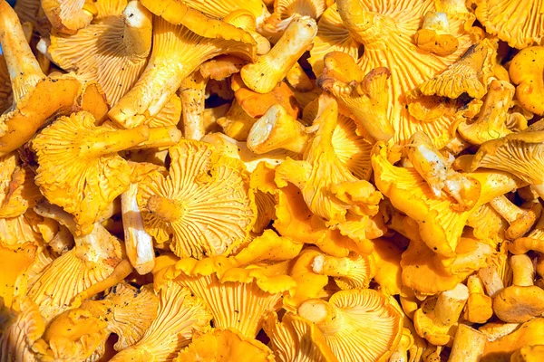 Pilha de cogumelos Chanterelle para cozinhar. Amarelo Chanterelles (Cantharellus Cibarius) Fundo — Fotografia de Stock