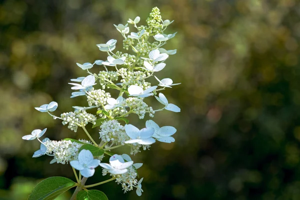 Bílé hortenzie květiny detailní up — Stock fotografie