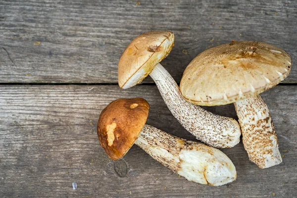 Cogumelos comestíveis em uma mesa de madeira com espaço de cópia — Fotografia de Stock