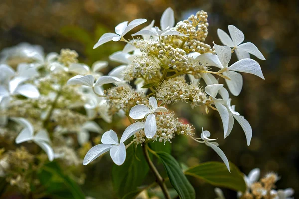 Arbusto de flor de hortensia blanca o planta trepadora con cabezas redondeadas y aplanadas de florecitas pequeñas en un jardín casero de temporada de verano —  Fotos de Stock