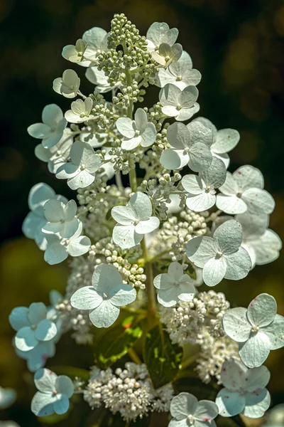 Bílé hortenzie květiny detailní up — Stock fotografie
