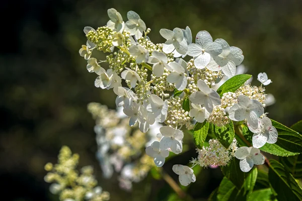 Krásná bílá hortenzie makrofyla v zahradě — Stock fotografie