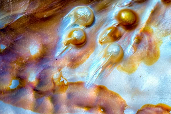 Nacre iridescente mãe de-pérola lado interno de Paua, Perlemoen ou shell Abalone padrão de textura de fundo macro — Fotografia de Stock