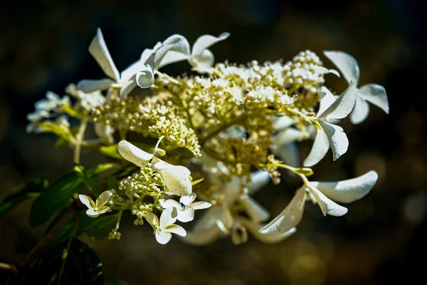 Květiny bílé hortenzie (hortensia) na ozdobu — Stock fotografie