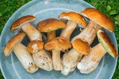 bir tepsi üzerinde taze beyaz mantar (Boletus mantarı)