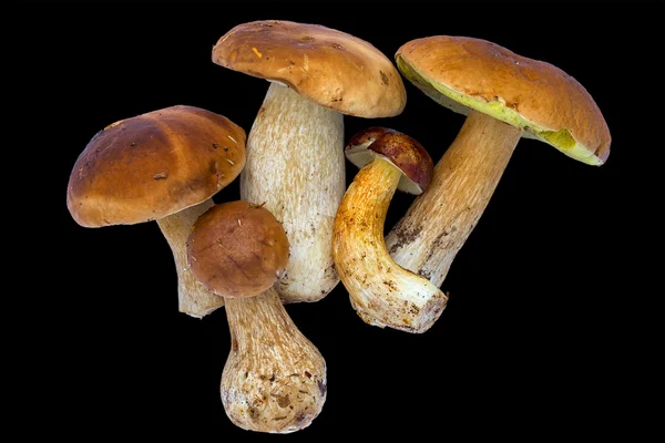 Съедобные грибы на черном — стоковое фото