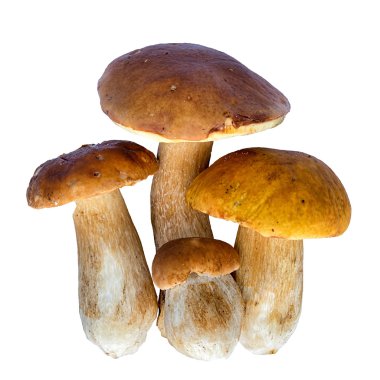 Boletus mantarı (Kral bolete) beyaz arka plan üzerinde izole. Yakın çekim.